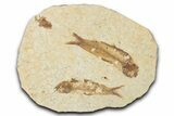 Fossil Fish (Knightia) Mortality Plate - Wyoming #339049-1